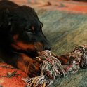 chien DM (60)